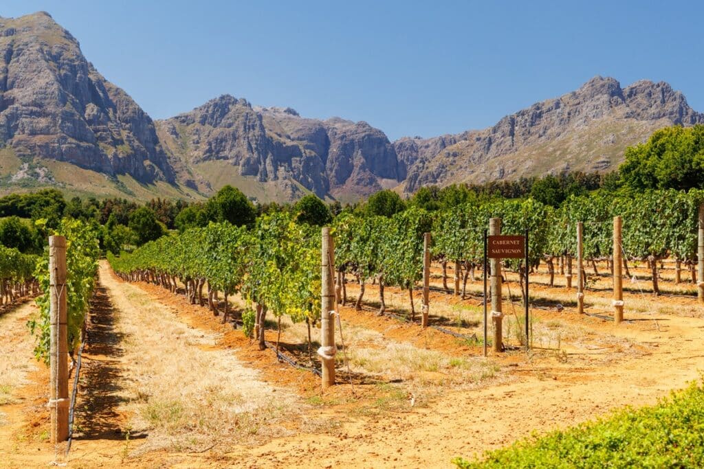 vignoble à Stellenbosch