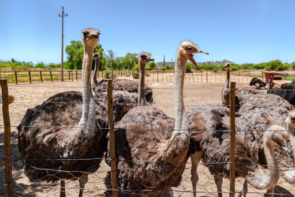 autruches à Oudtshoorn